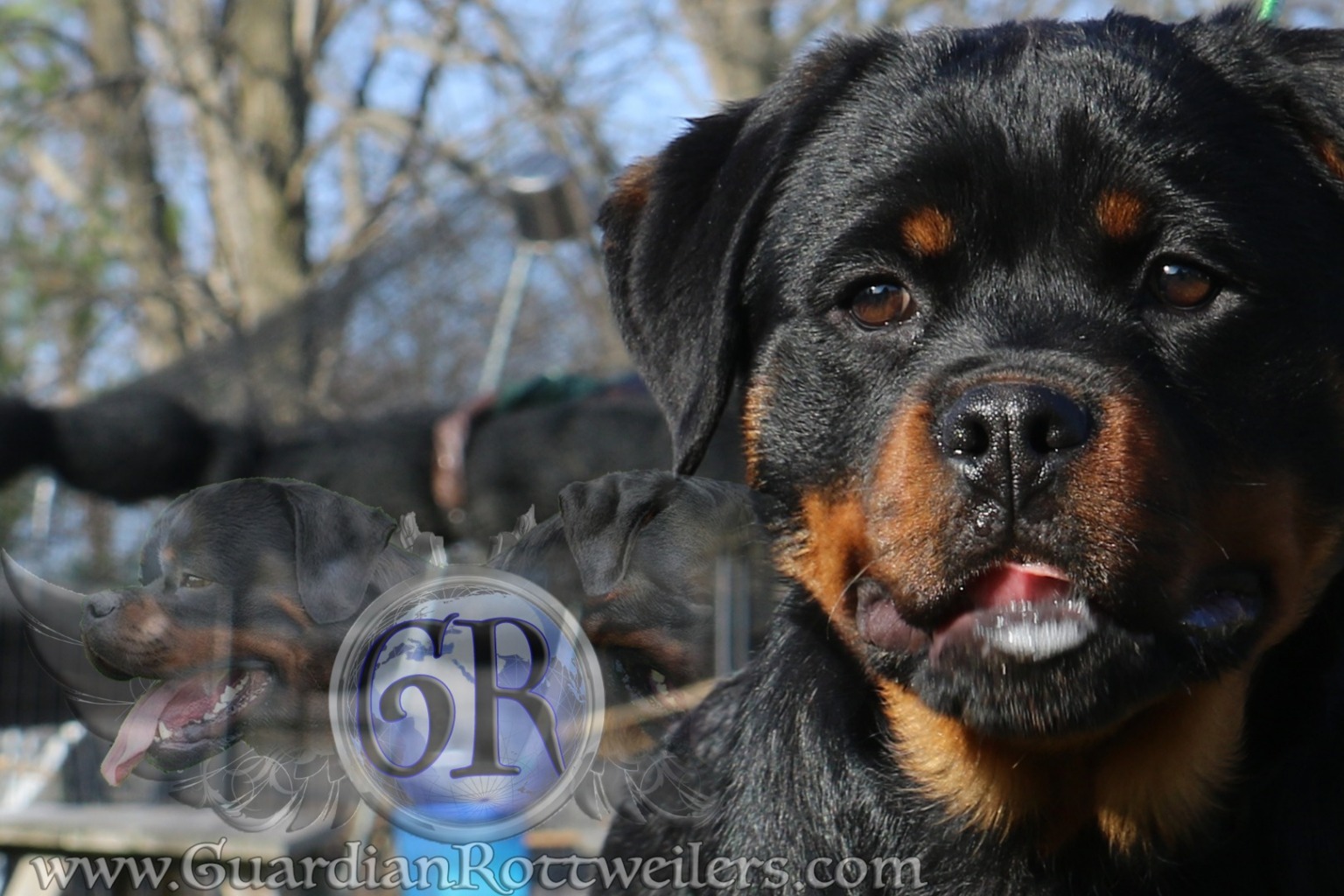Onda Crni Vitez – Guardian Rottweilers