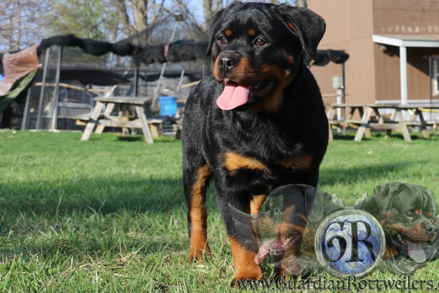 Onda Crni Vitez – Guardian Rottweilers