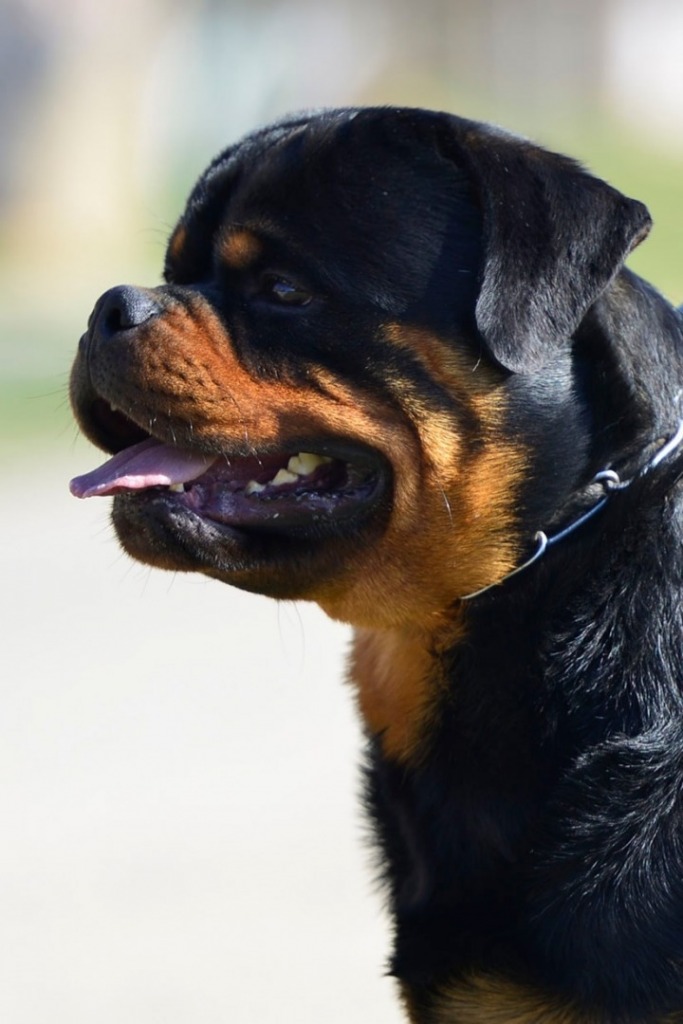 Johnnie Walker vh Pista – Guardian Rottweilers