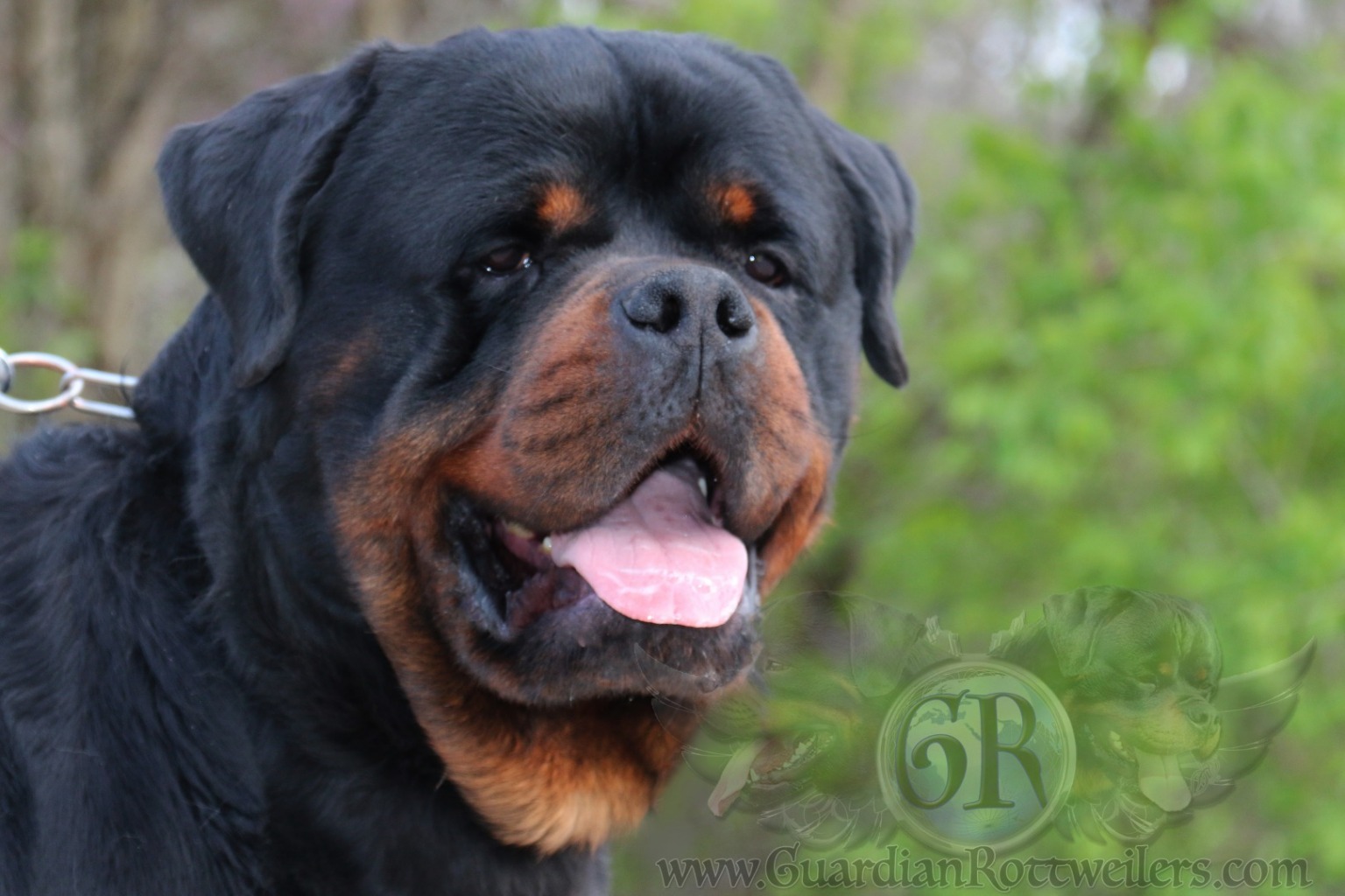 Aron Timit-Tor – Guardian Rottweilers