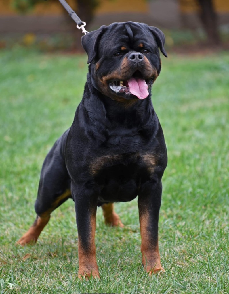 Doctor Timit-Tor – Guardian Rottweilers