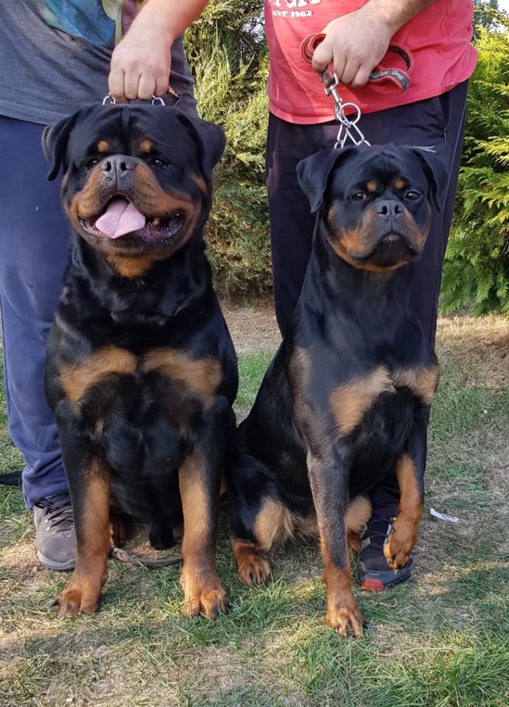 Bumblebee From Royal Breed – Guardian Rottweilers
