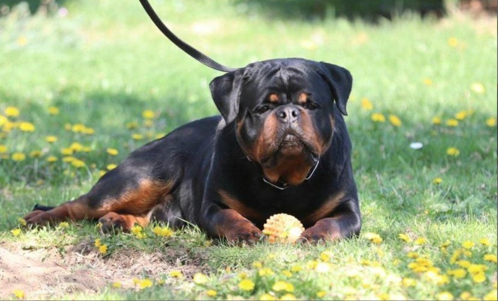 Bumblebee From Royal Breed – Guardian Rottweilers