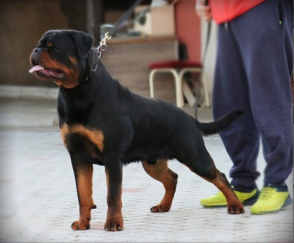 Bumblebee From Royal Breed – Guardian Rottweilers