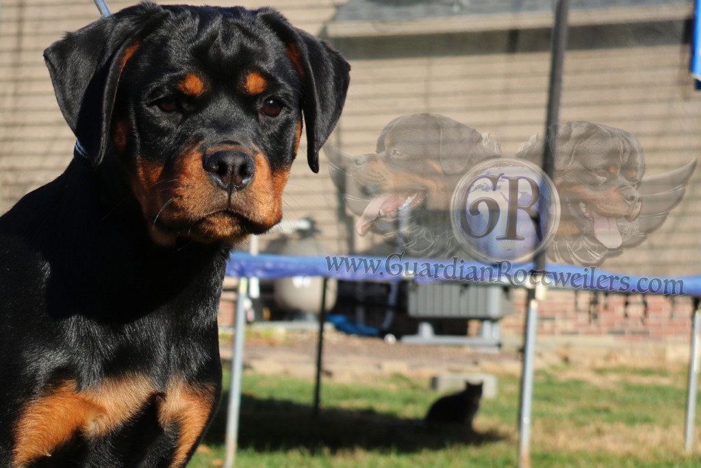 Guardian Kimber – Guardian Rottweilers