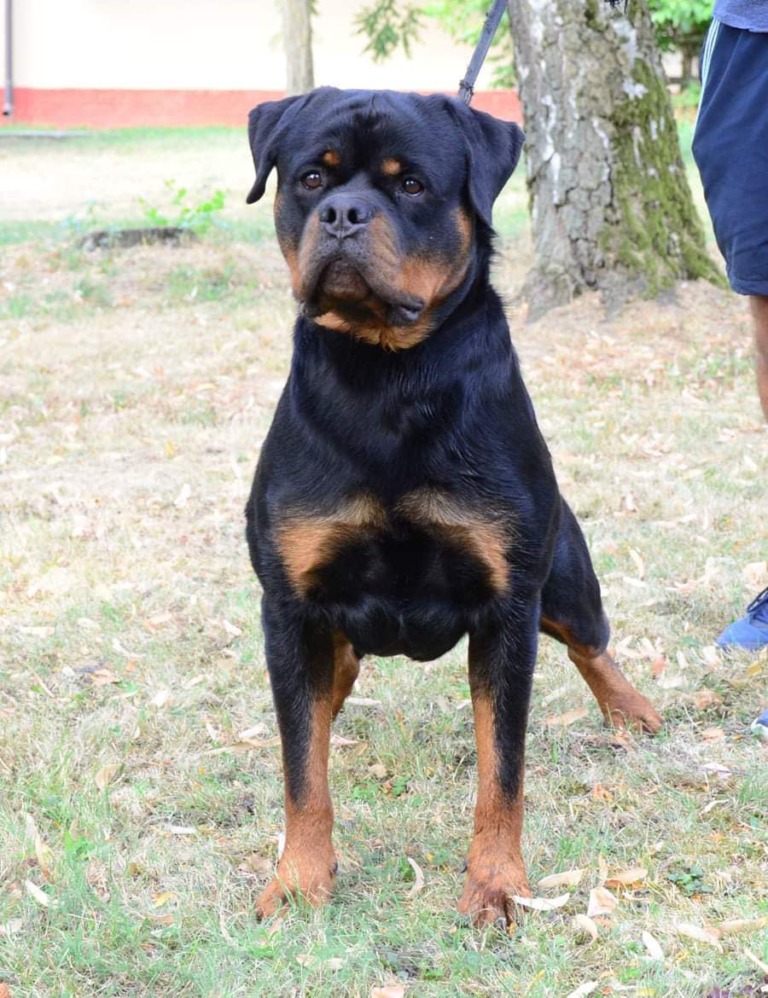 Rouse Rottweilers U’Veljko Flash Rouse – Guardian Rottweilers