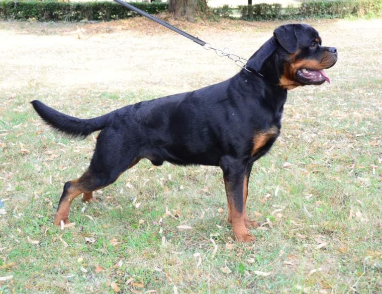 Rouse Rottweilers U’Veljko Flash Rouse – Guardian Rottweilers