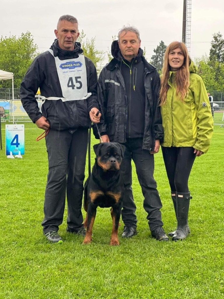 Rouse Rottweilers U’Veljko Flash Rouse – Guardian Rottweilers