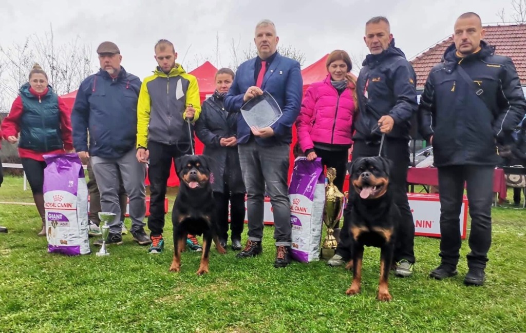 Rouse Rottweilers U’Veljko Flash Rouse – Guardian Rottweilers