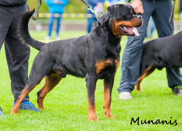 U’Veljko Flash Rouse – Guardian Rottweilers