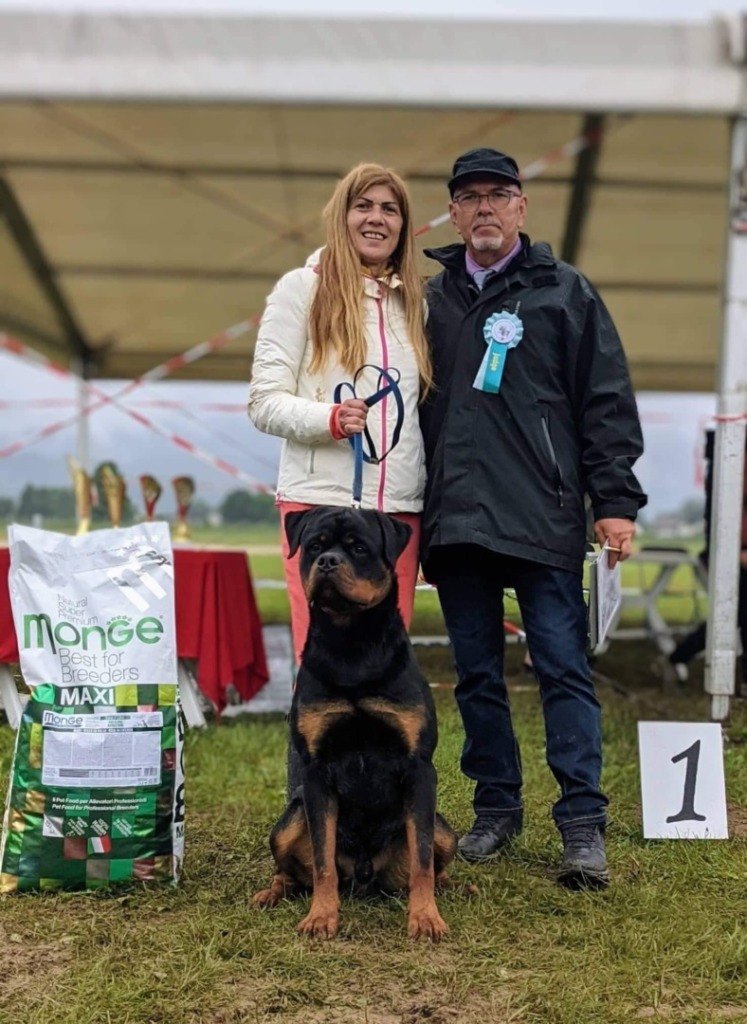 Rouse Rottweilers U’Veljko Flash Rouse – Guardian Rottweilers