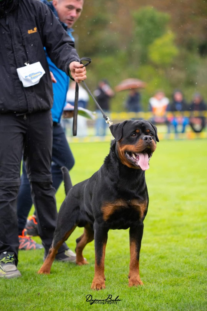 Rouse Rottweilers U’Veljko Flash Rouse – Guardian Rottweilers