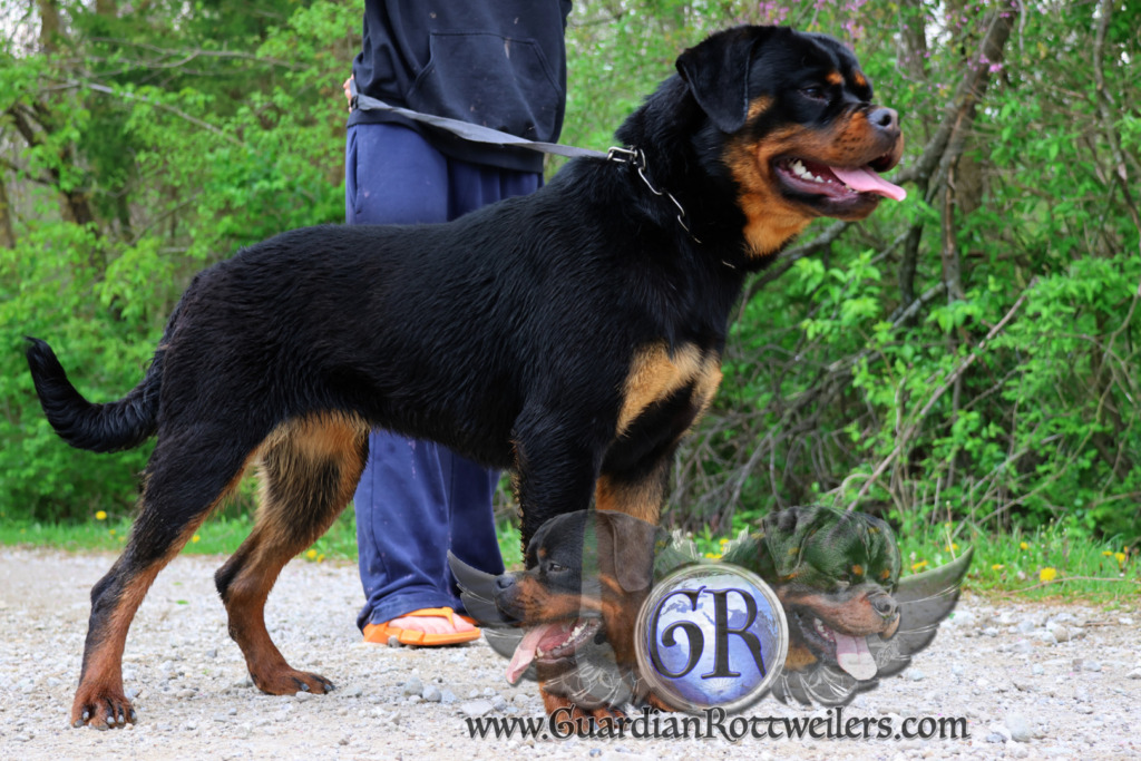 Guardian Kimber – Guardian Rottweilers