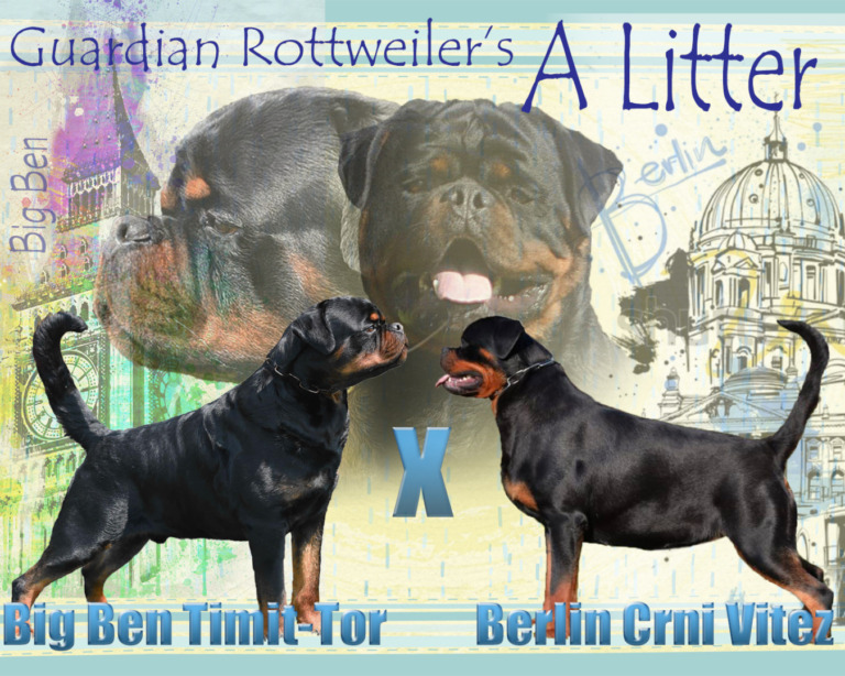 PUPPIES! – Guardian Rottweilers
