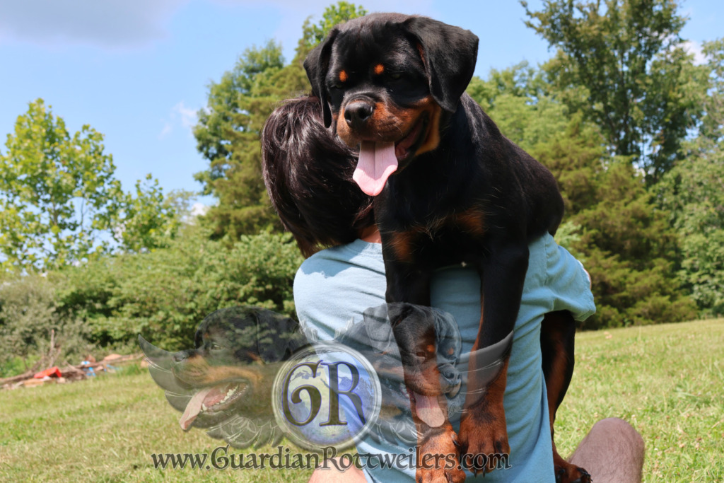 Guardian Walter – Guardian Rottweilers