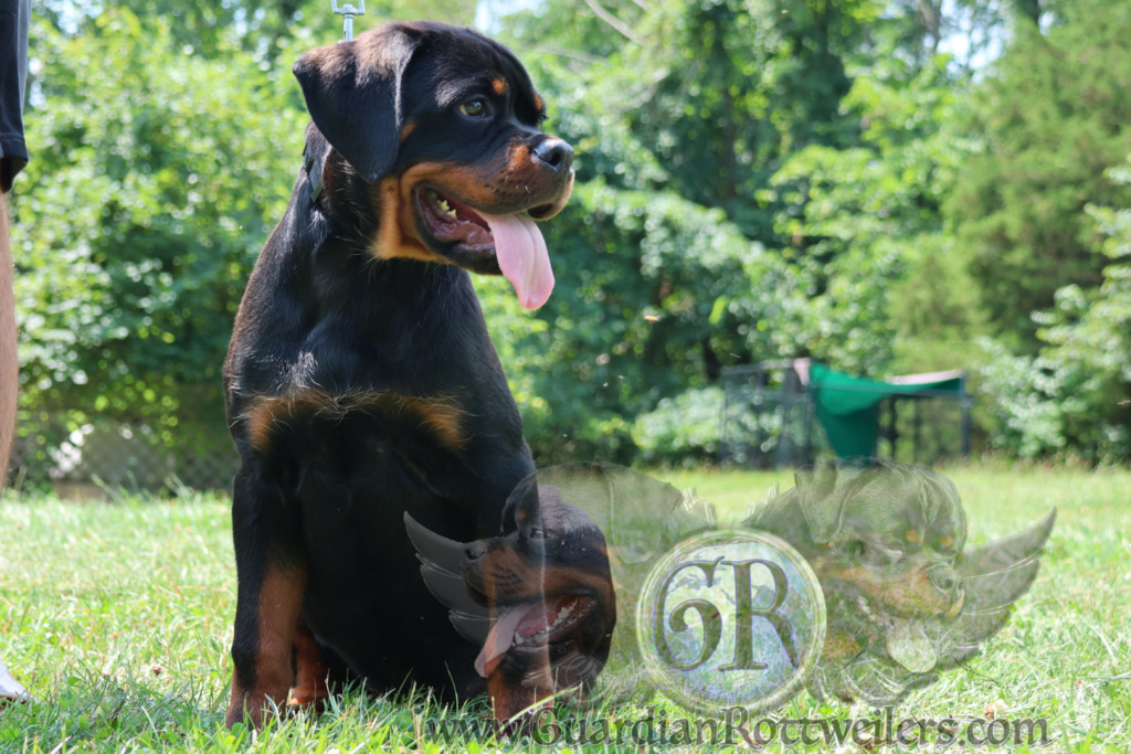 Guardian Walter – Guardian Rottweilers