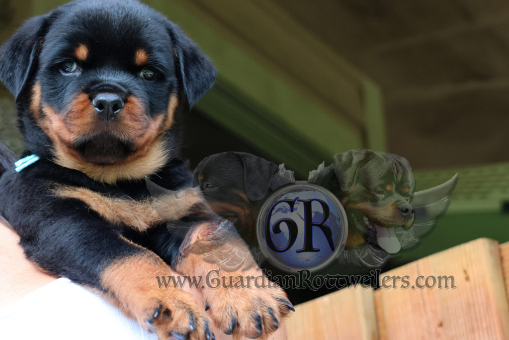 Ravi Rotti Guardian Ravi – Guardian Rottweilers