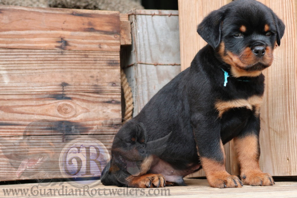 Ravi Rotti Guardian Ravi – Guardian Rottweilers