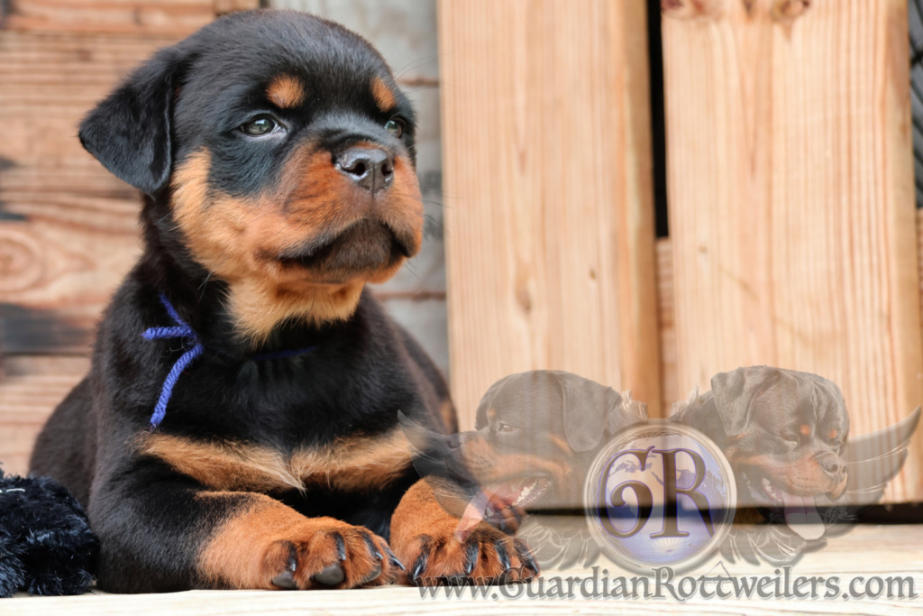 Guardian Upendi – Guardian Rottweilers