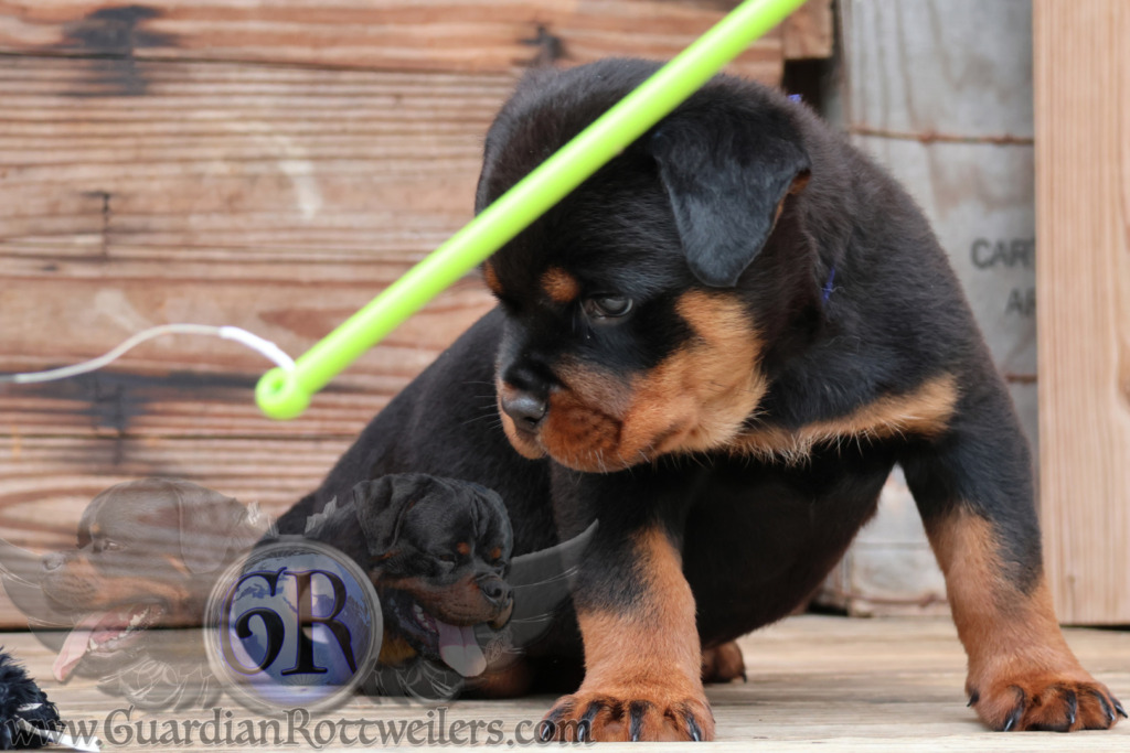 Guardian Upendi – Guardian Rottweilers