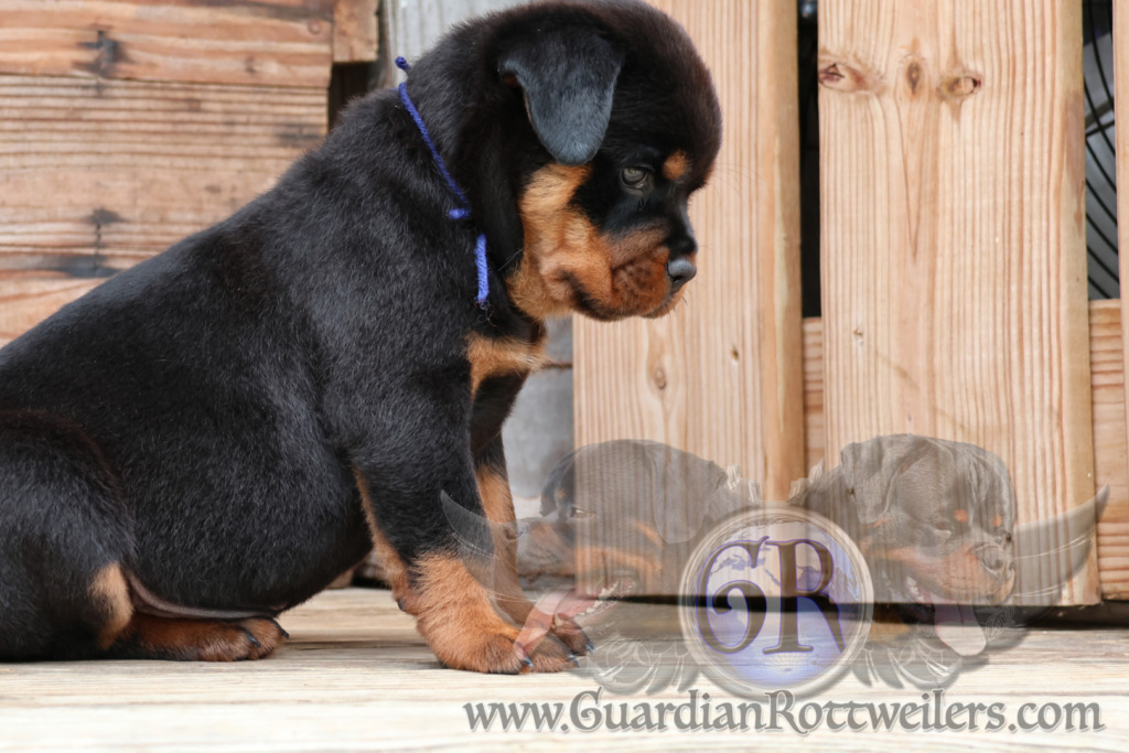 Guardian Upendi – Guardian Rottweilers