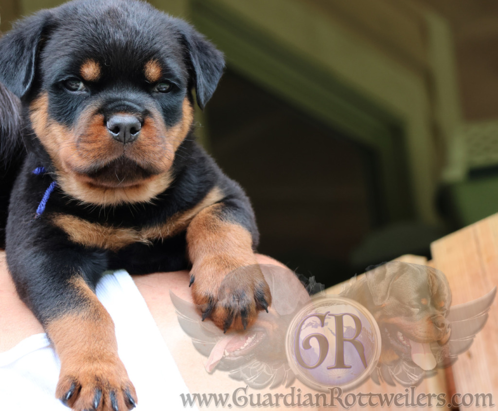 Guardian Upendi – Guardian Rottweilers