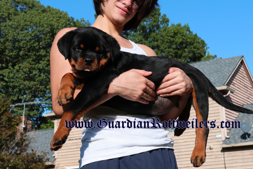 Guardian Ravi – Guardian Rottweilers