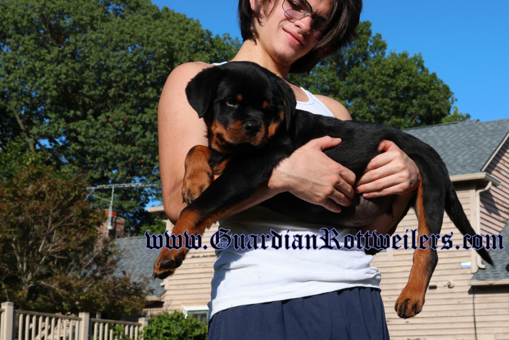Ravi Rotti Guardian Ravi – Guardian Rottweilers
