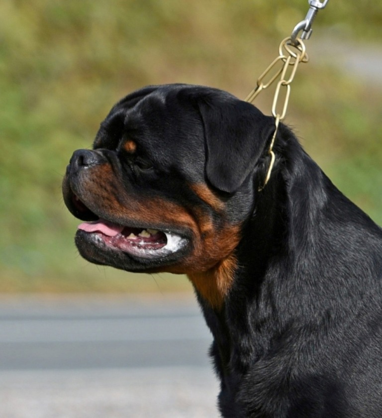 Hector von hause Pista – Guardian Rottweilers