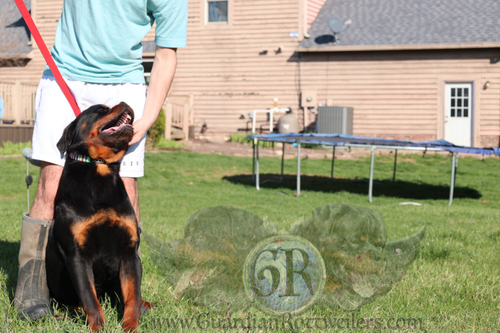 Ravi Rotti Guardian Ravi – Guardian Rottweilers