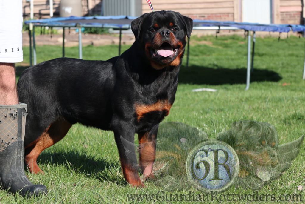 Ravi Rotti Guardian Ravi – Guardian Rottweilers