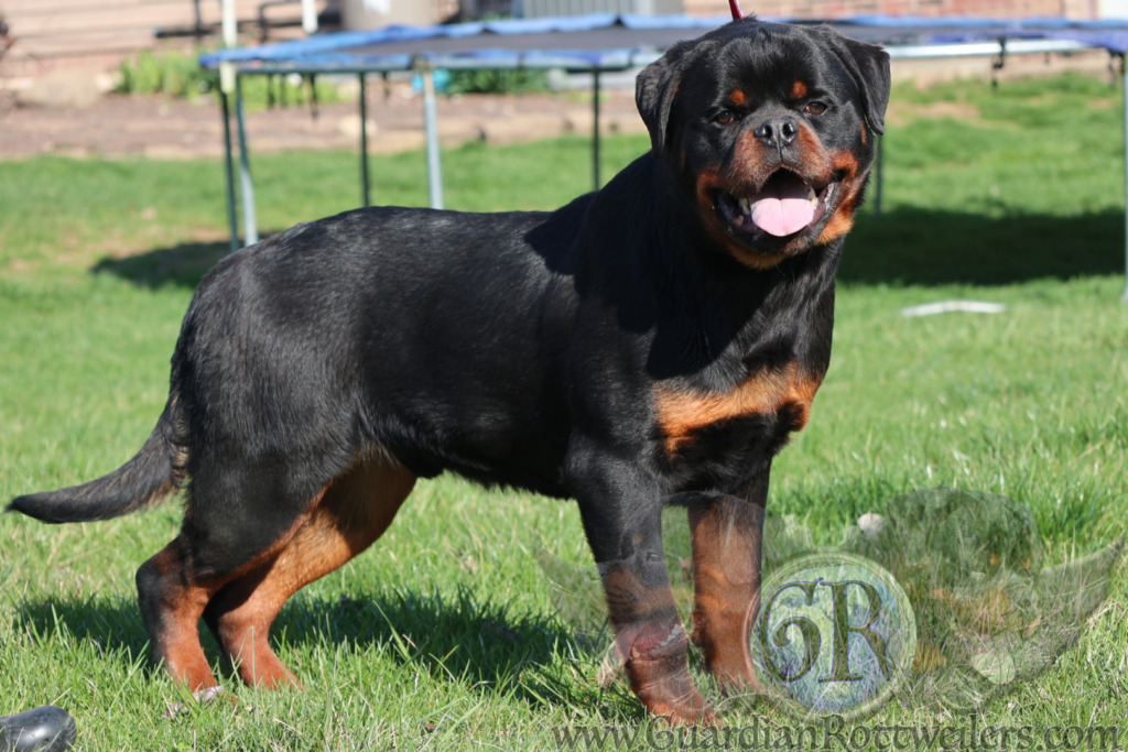 Ravi Rotti Guardian Ravi – Guardian Rottweilers