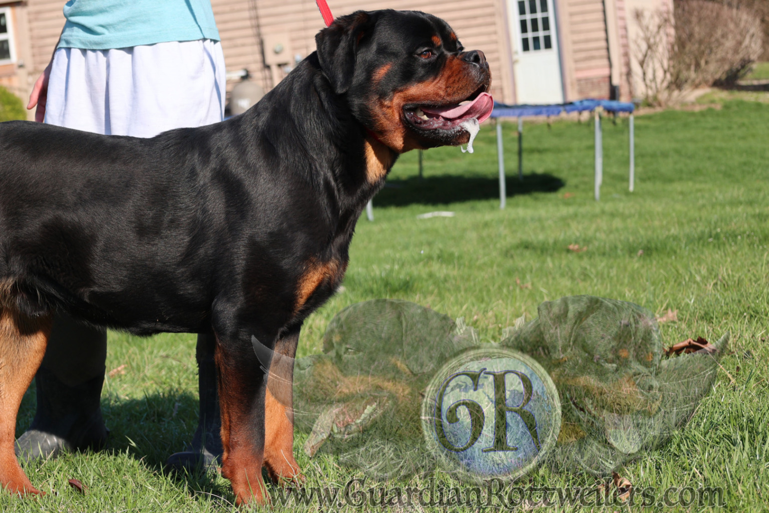 Guardian Walter von Gottschalk – Guardian Rottweilers