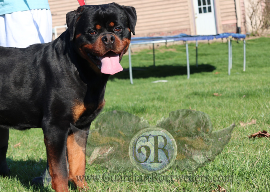 Guardian Walter von Gottschalk – Guardian Rottweilers