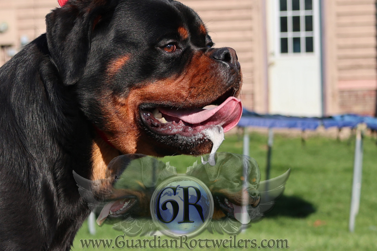 Guardian Walter von Gottschalk – Guardian Rottweilers