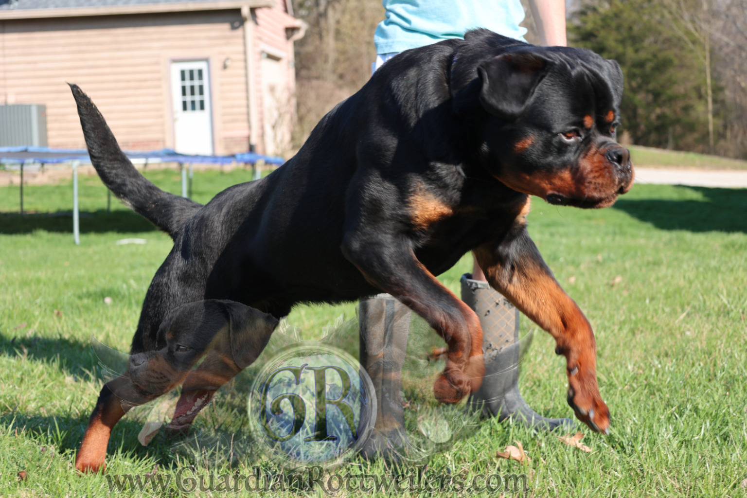 Guardian Walter von Gottschalk – Guardian Rottweilers