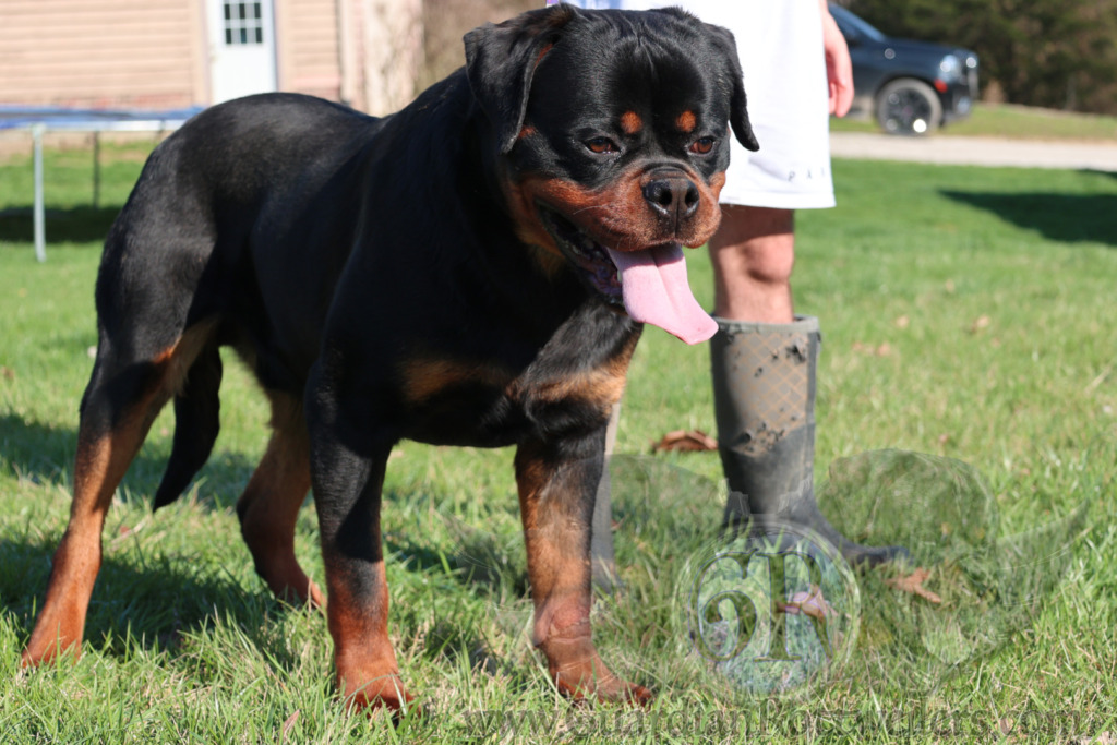 Guardian Walter von Gottschalk – Guardian Rottweilers