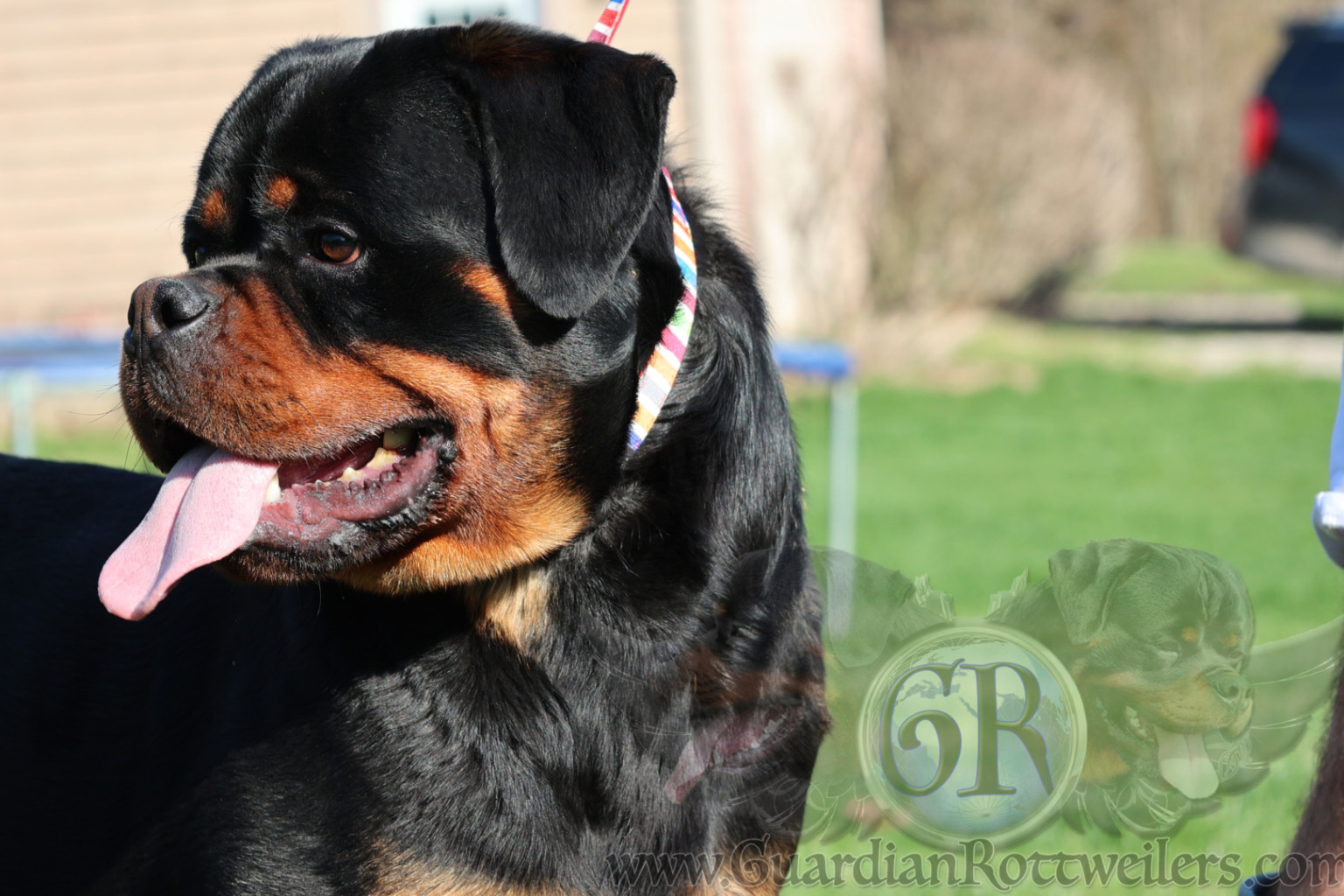 Guardian Walter von Gottschalk – Guardian Rottweilers