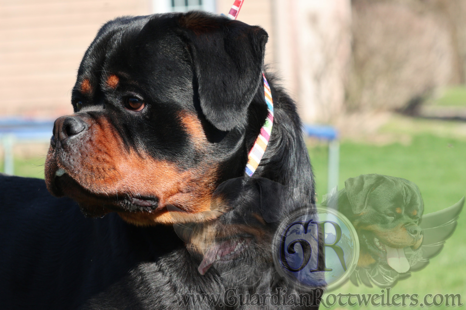 Guardian Walter von Gottschalk – Guardian Rottweilers