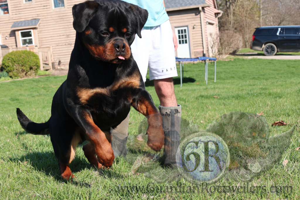 Guardian Walter von Gottschalk – Guardian Rottweilers