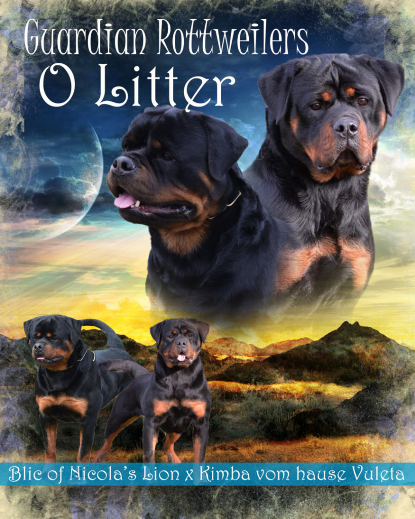 PUPPIES! – Guardian Rottweilers